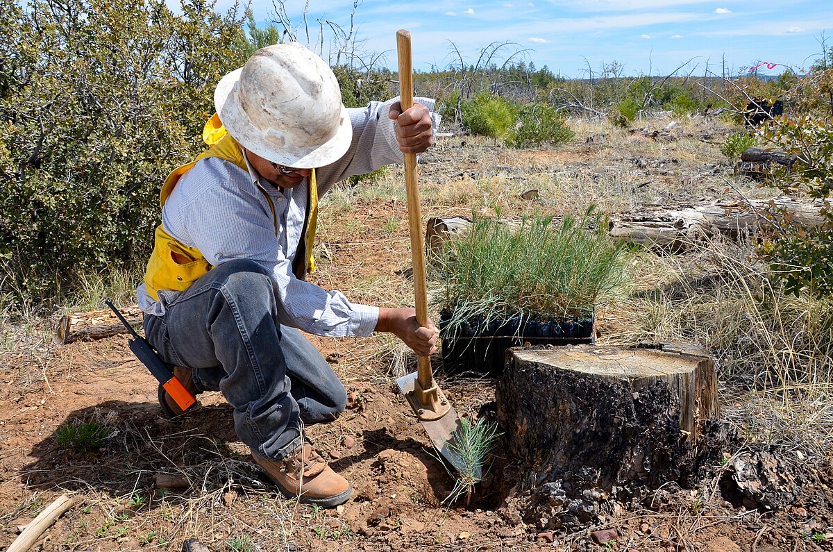 Tree Stump Removal Services in Loris SC